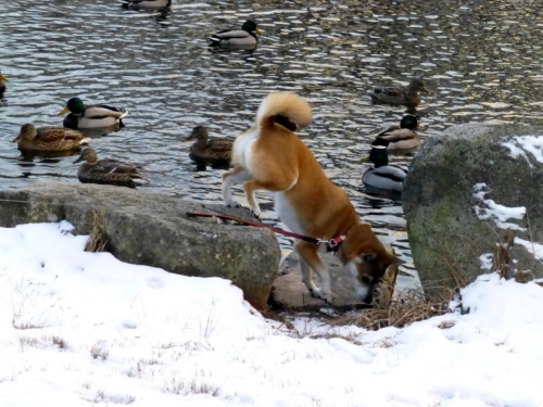 P1160149_AZUKI.jpg