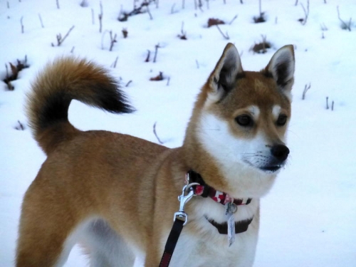 P1160184_AZUKI.jpg