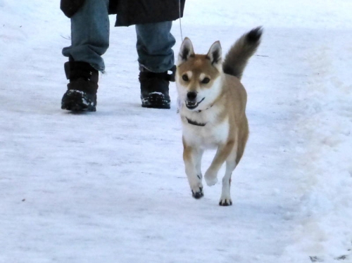 P1160185_AZUKI.jpg