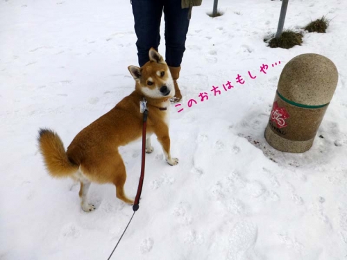 P1160207_AZUKI.jpg