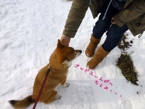 P1160209_AZUKI.jpg