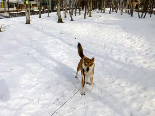 P1160210_AZUKI.jpg