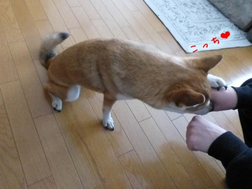 P1160260_AZUKI.jpg