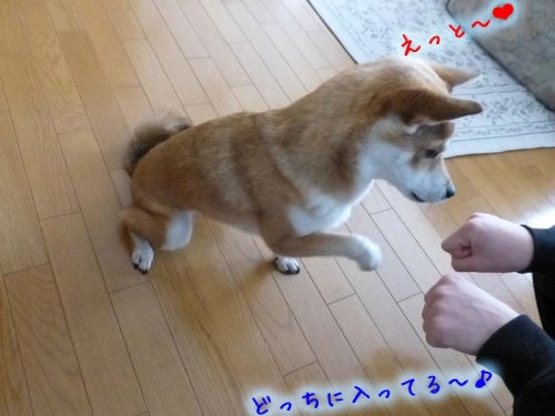 P1160261_AZUKI.jpg