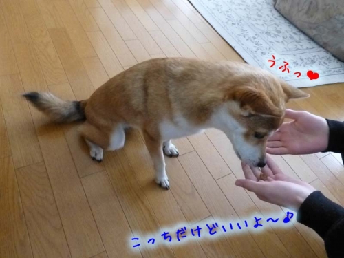 P1160263_AZUKI.jpg