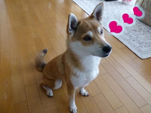 P1160264_AZUKI.jpg