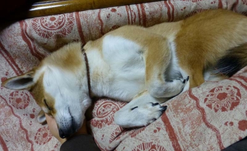 P1160292_AZUKI.jpg