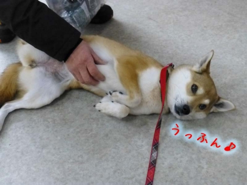 P1160303_AZUKI.jpg