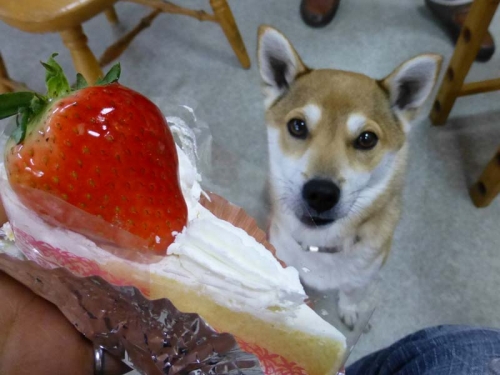 P1160316_AZUKI.jpg