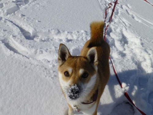 P1160339_AZUKI.jpg