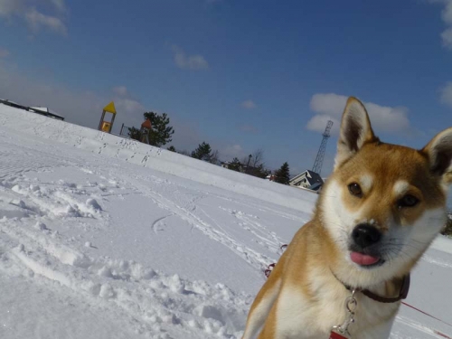 P1160343_AZUKI.jpg