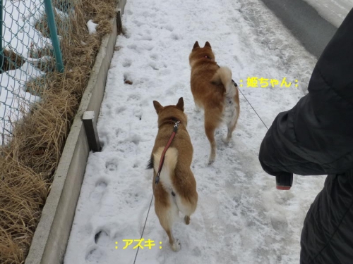 P1160407_AZUKI.jpg