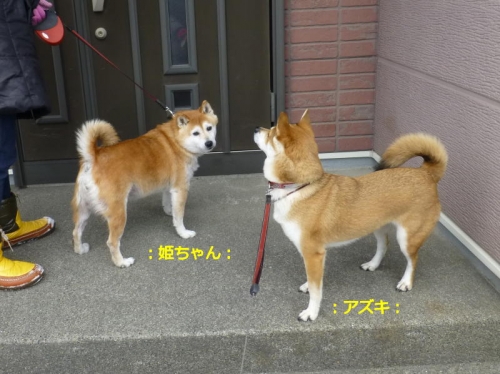 P1160413_AZUKI.jpg
