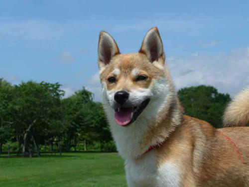 P1160742+AZUKI.jpg