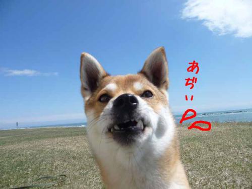 P1360614-AZUKI.jpg