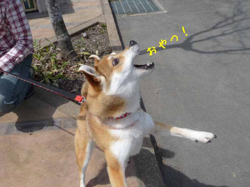 P1360810-AZUKI.jpg