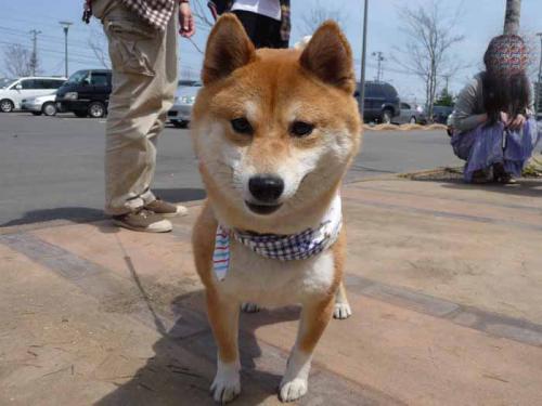 P1360814-AZUKI.jpg