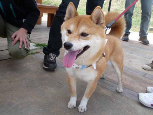 P1360826-AZUKI.jpg