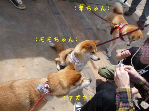 P1360828-AZUKI.jpg