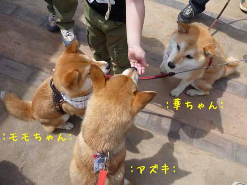 P1360842-AZUKI.jpg