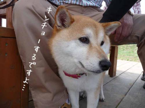 P1360861-AZUKI.jpg