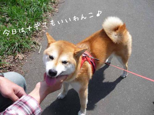 P1370195-AZUKI.jpg