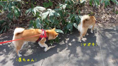 P1370206-AZUKI.jpg