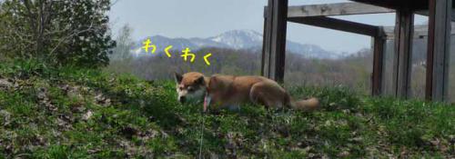 P1370208-AZUKI.jpg