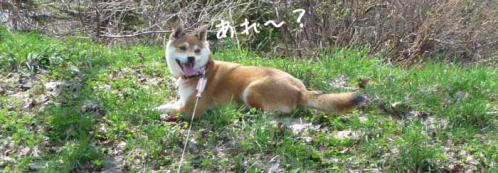 P1370209-AZUKI.jpg