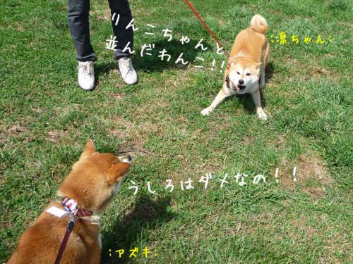 P1370215-AZUKI.jpg