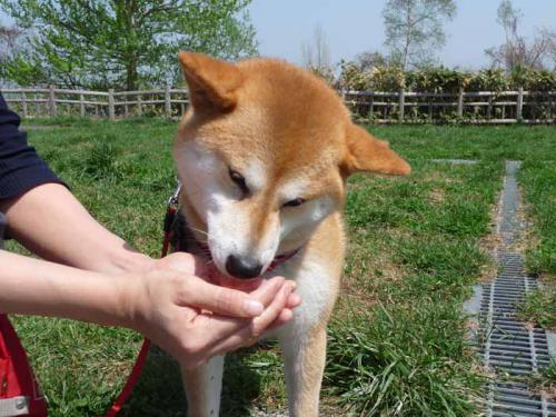 P1370228-AZUKI.jpg