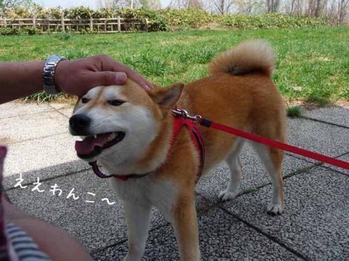 P1370268-AZUKI.jpg