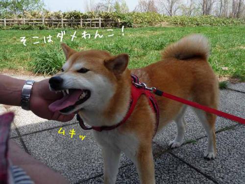 P1370269-AZUKI.jpg
