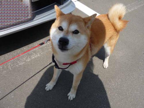 P1370341-AZUKI.jpg