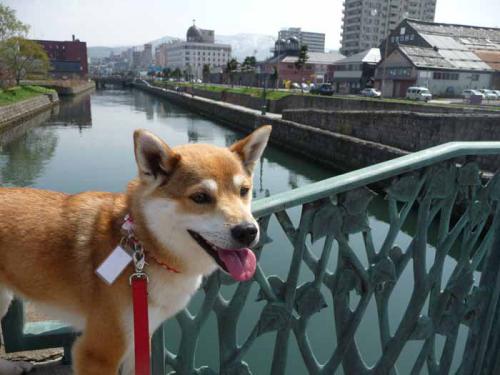 P1370368-AZUKI.jpg