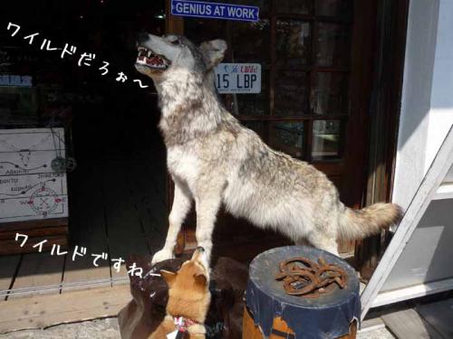 P1370397-AZUKI.jpg