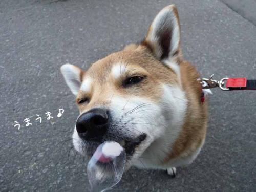 P1370425-AZUKI.jpg
