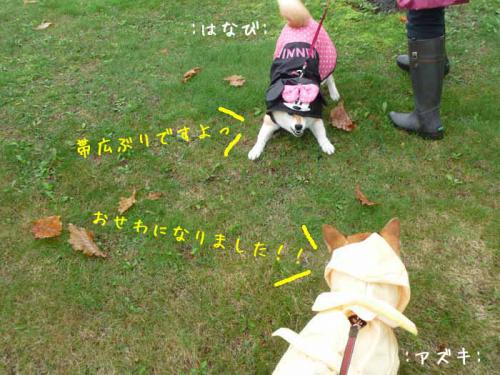 P1370551-AZUKI.jpg