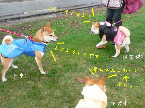 P1370554-AZUKI.jpg