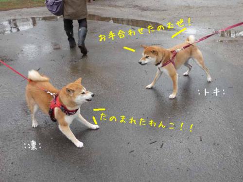 P1370689-AZUKI.jpg