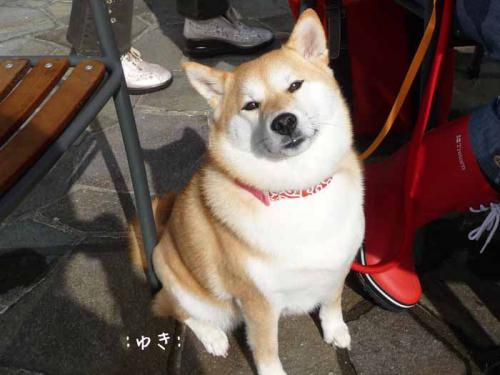 P1370773-AZUKI.jpg
