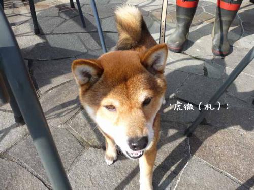 P1370796-AZUKI.jpg