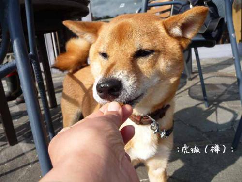 P1370809-AZUKI.jpg