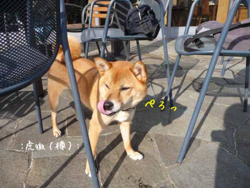 P1370810-AZUKI.jpg