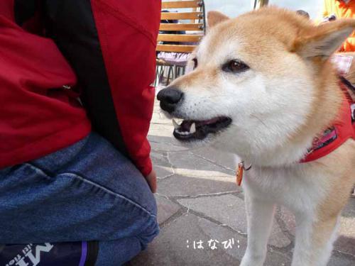 P1370820-AZUKI.jpg
