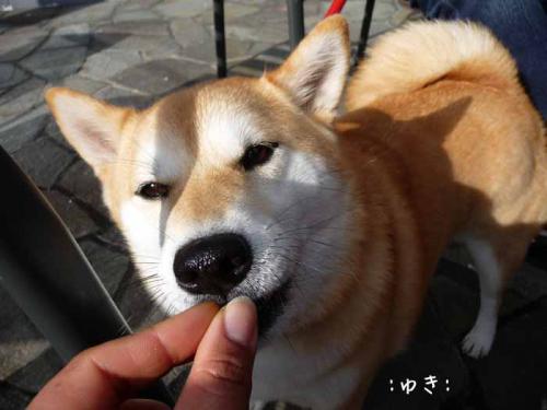 P1370822-AZUKI.jpg