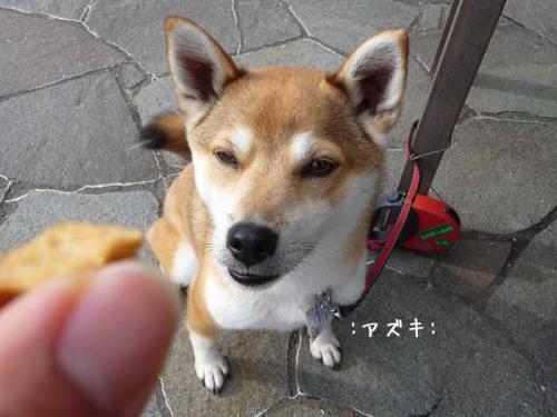 P1370824-AZUKI.jpg