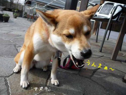 P1370826-AZUKI.jpg