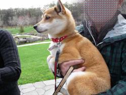 P1370834-AZUKI.jpg
