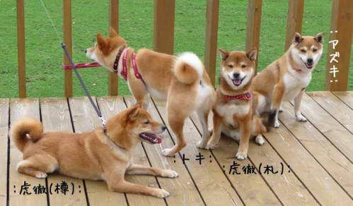 P1370873-AZUKI.jpg